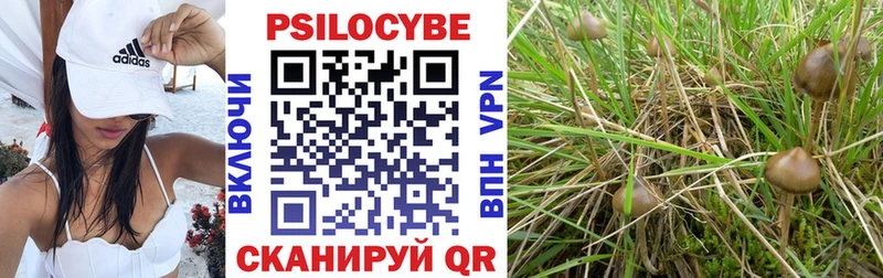 купить наркоту  Суджа  Галлюциногенные грибы Magic Shrooms 